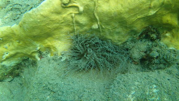 Image of ringed anemone