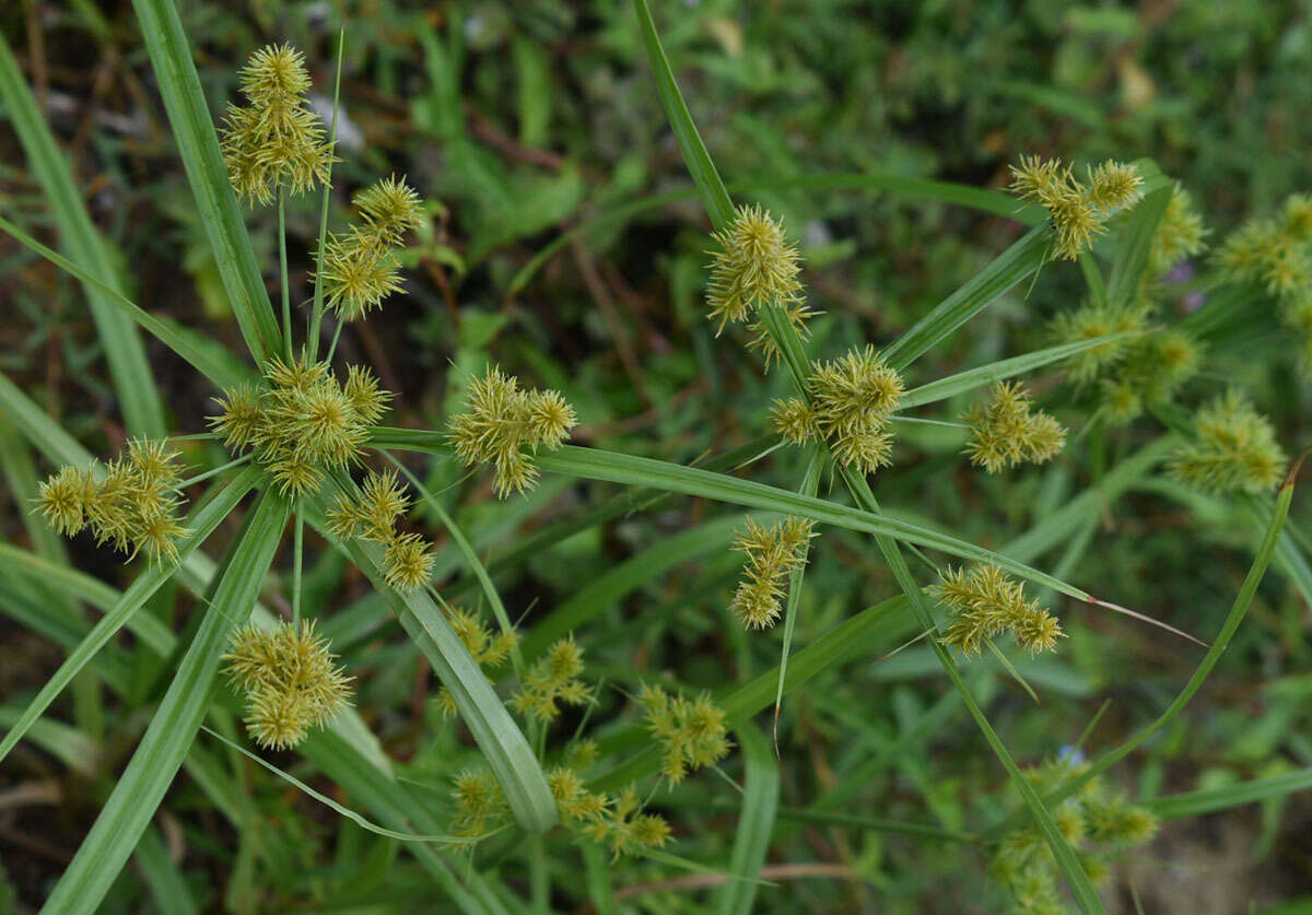 Imagem de Cyperus scaber (R. Br.) Boeckeler