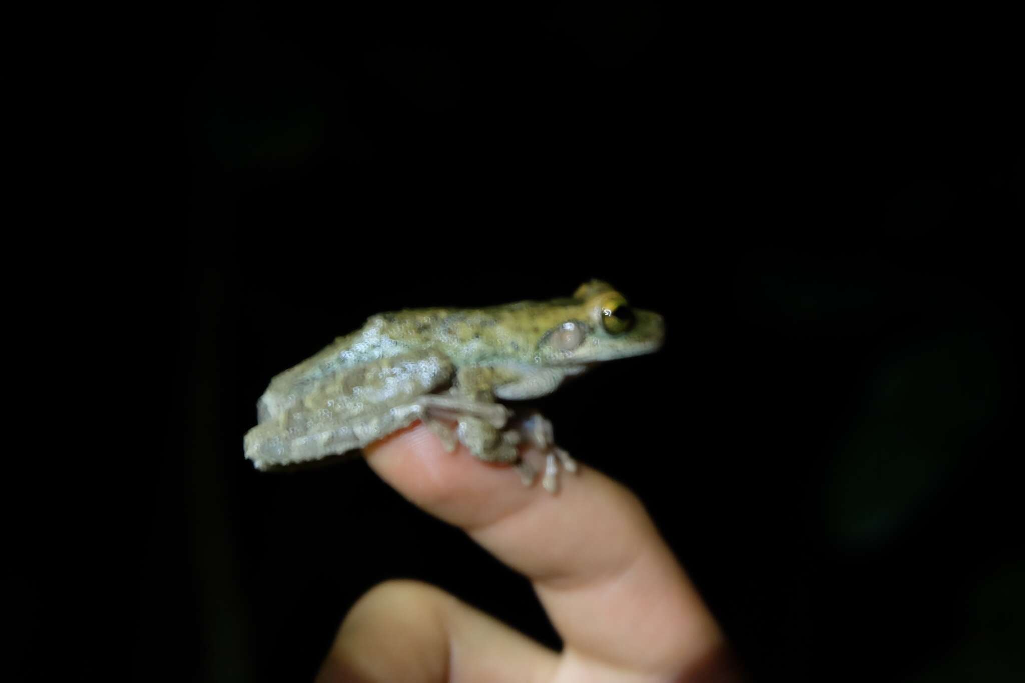 Image of Helena's slender-legged tree frog