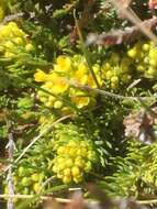 Imagem de Thymelaea coridifolia subsp. dendrobryum (Rothm.) M. Laínz