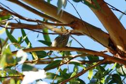 Image of Inland Thornbill