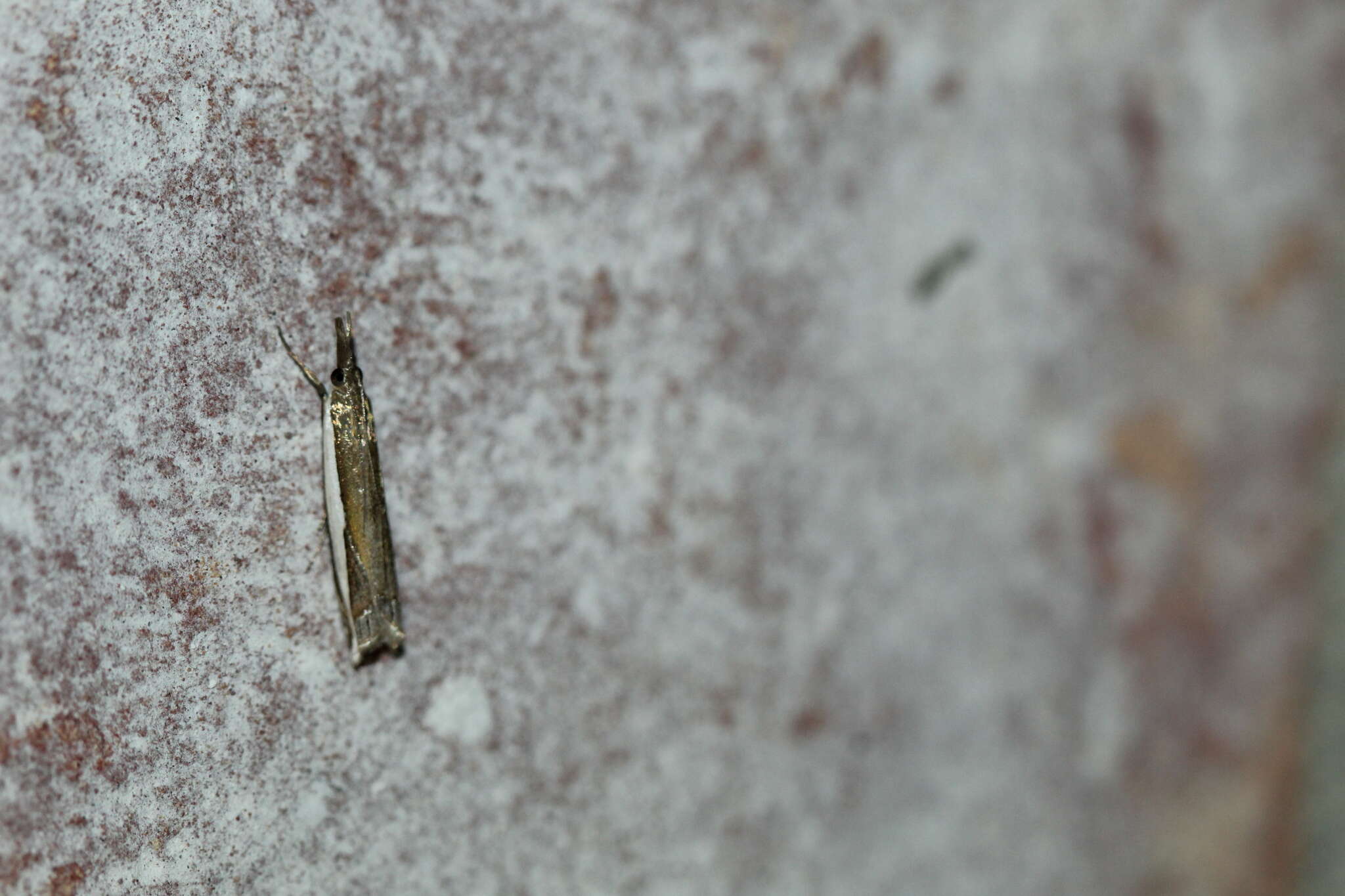 Image of Large-striped Grass-veneer Moth