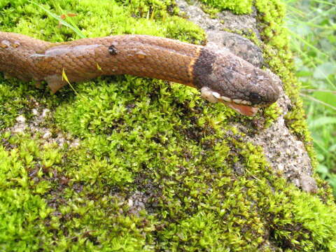 Image of Collared Black-headed Snake