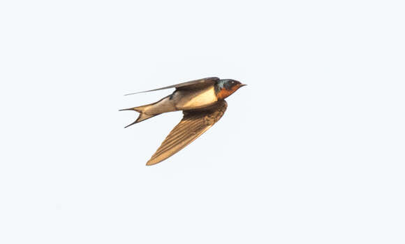 Hirundo lucida Hartlaub 1858 resmi