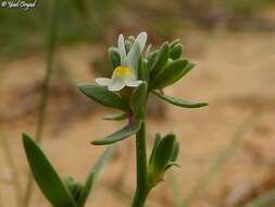 Image de Linaria albifrons (Sm.) Spreng.