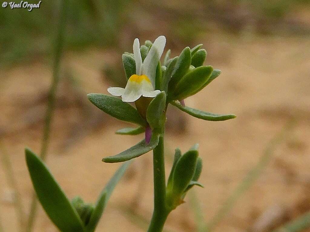 Image de Linaria albifrons (Sm.) Spreng.