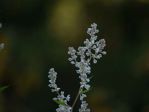 صورة Fallopia baldschuanica (Regel) Holub