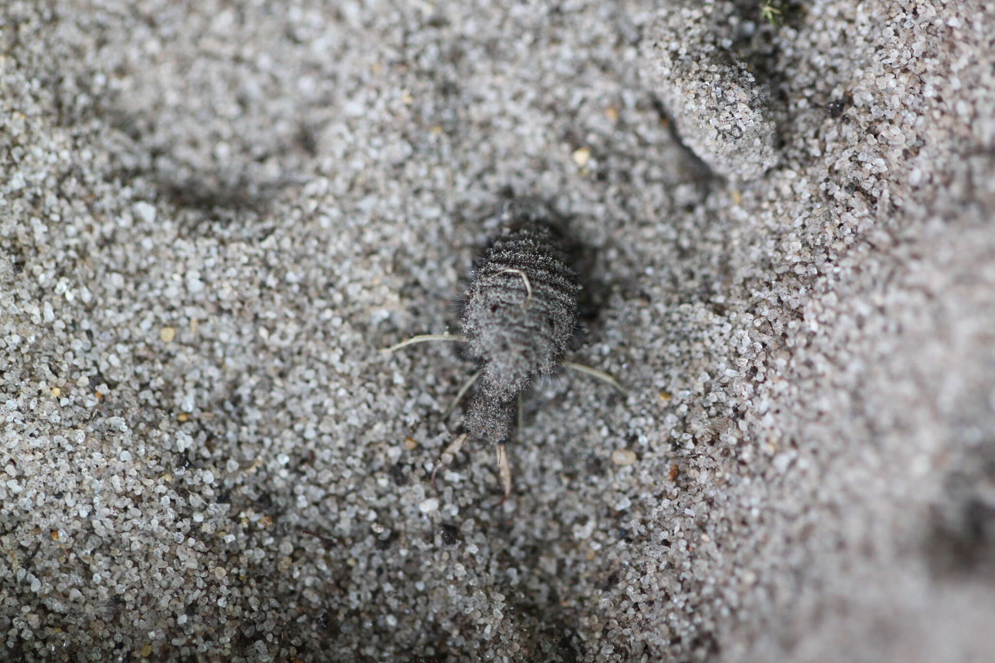 Image of ant-lion