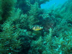 Image of Bluespotted Toadfish