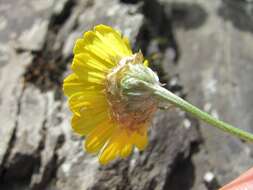 Image of Anthemis marschalliana Willd.