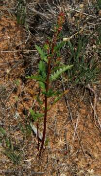 Image of Haloragis odontocarpa F. Müll.