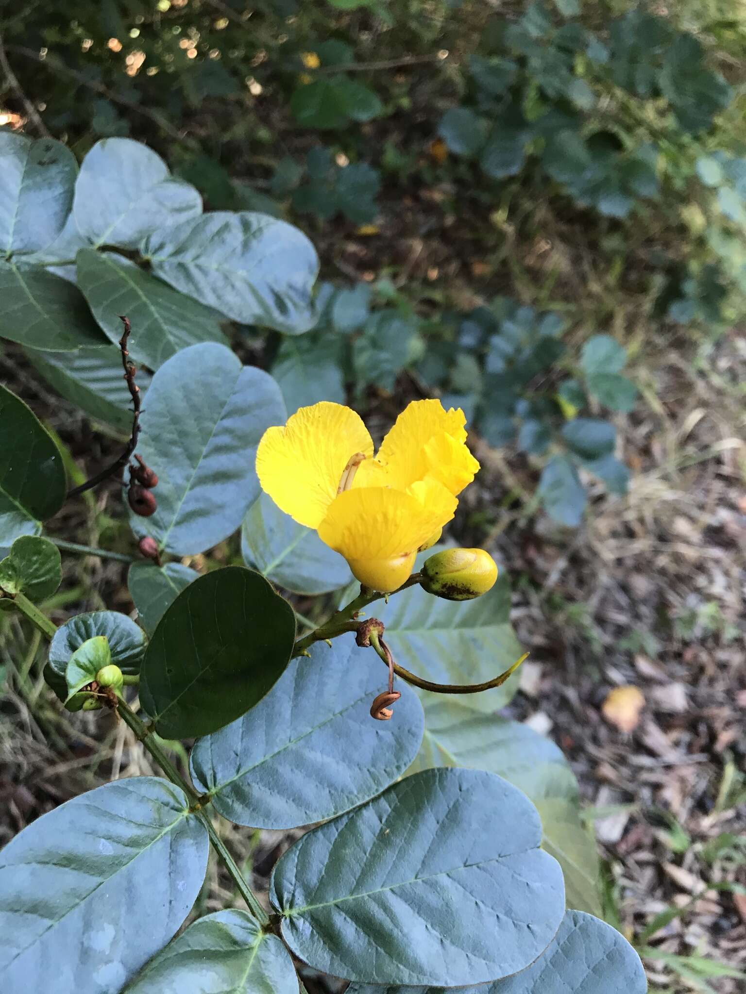 Sivun Senna appendiculata (Vogel) Wiersema kuva