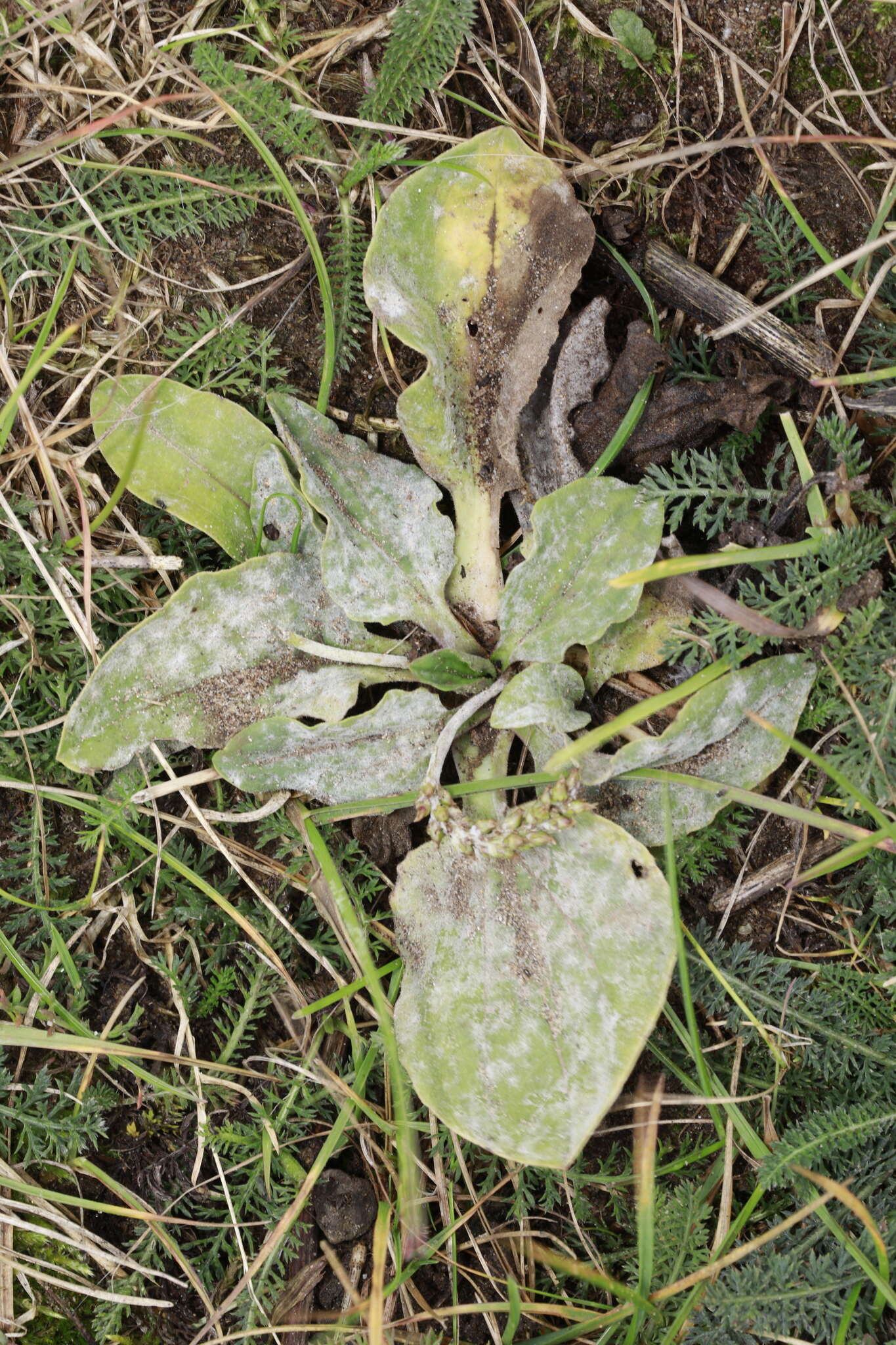 صورة Golovinomyces sordidus (L. Junell) V. P. Heluta 1988