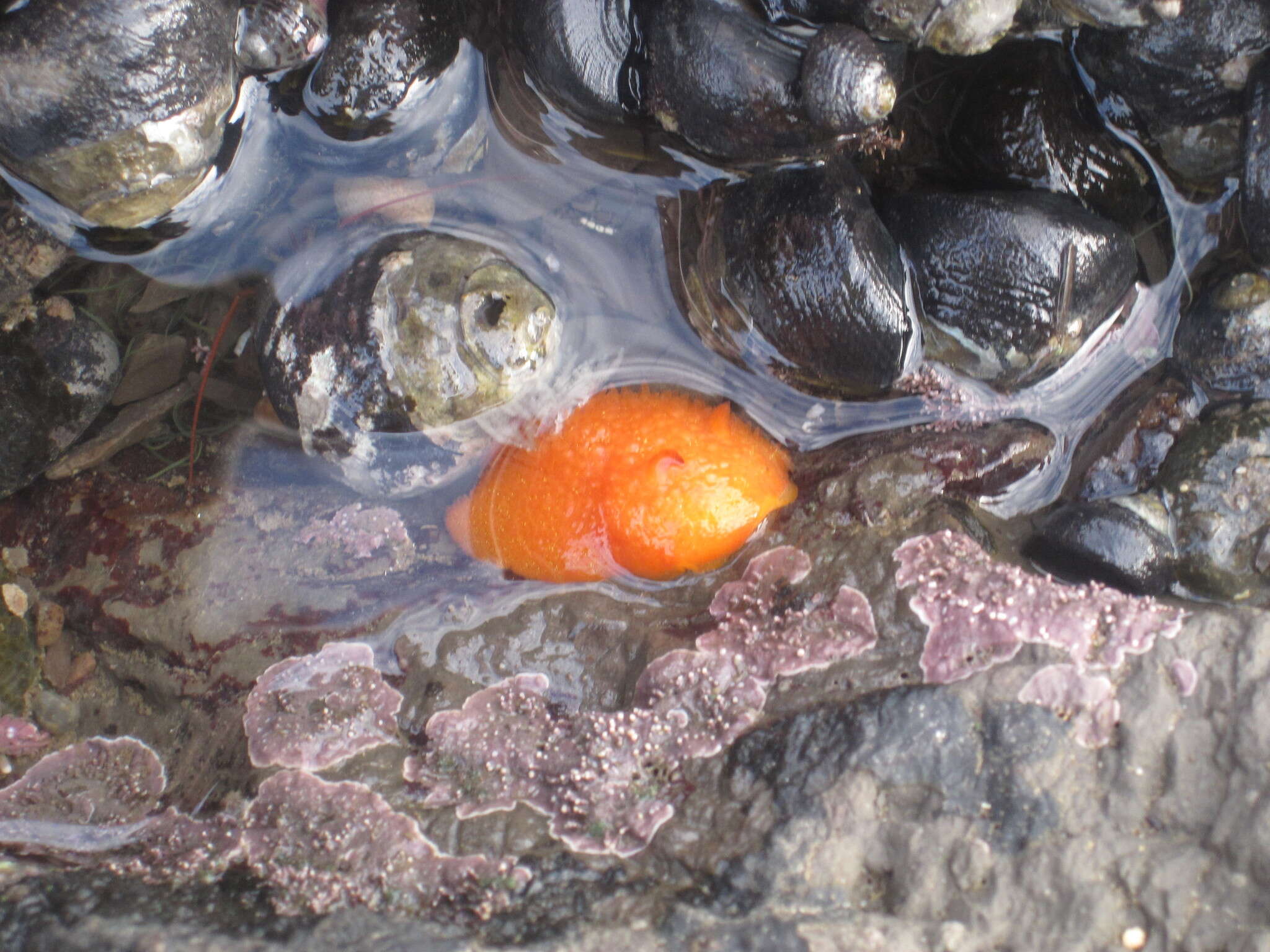 Image of Orange-peel doris