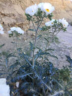 Image of flatbud pricklypoppy