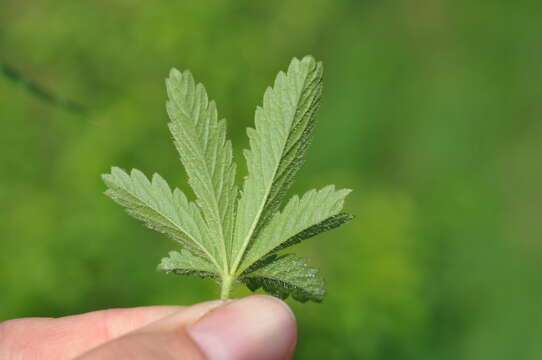 Image of European cinquefoil