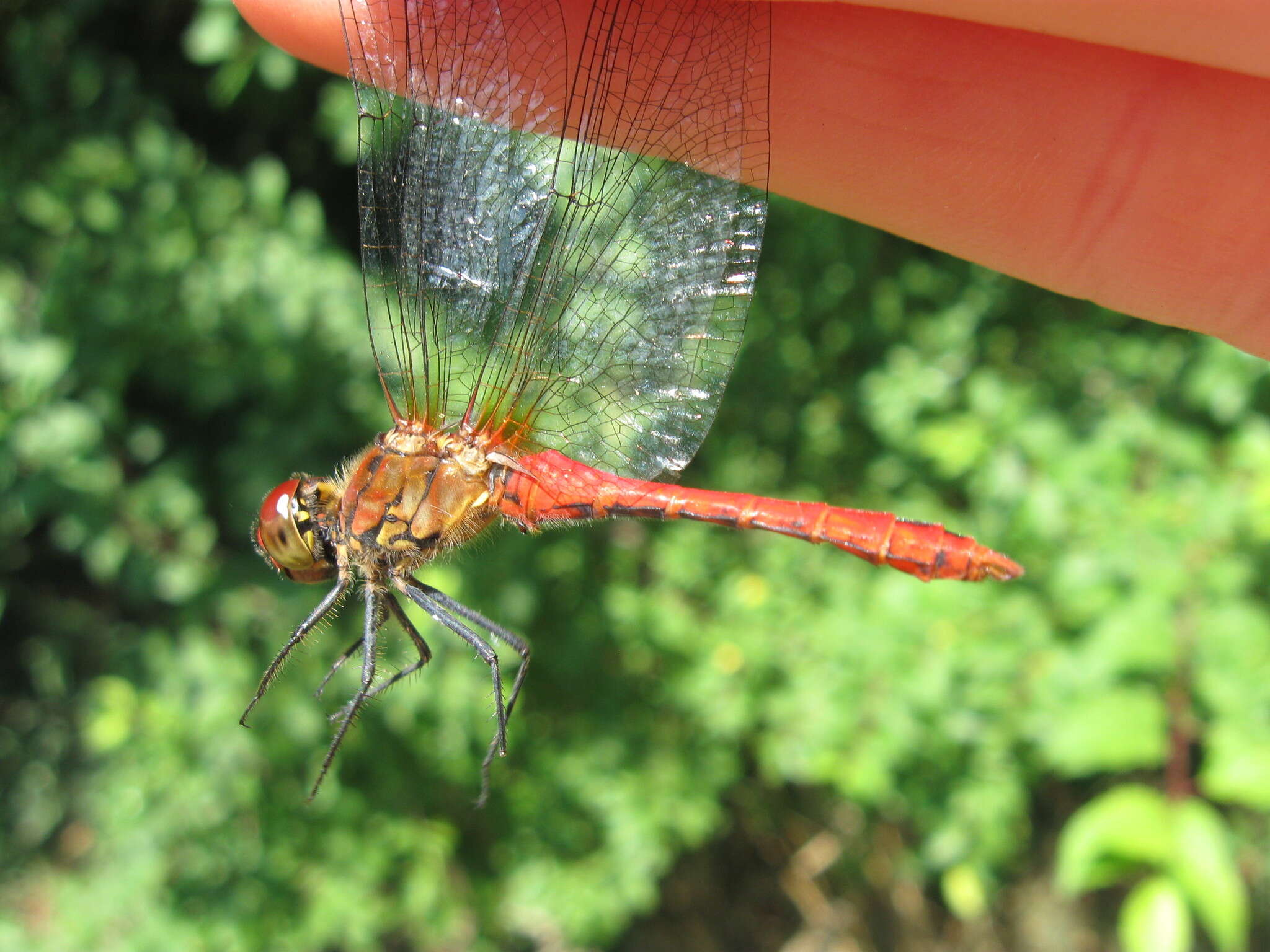 Image of Ruddy Darter