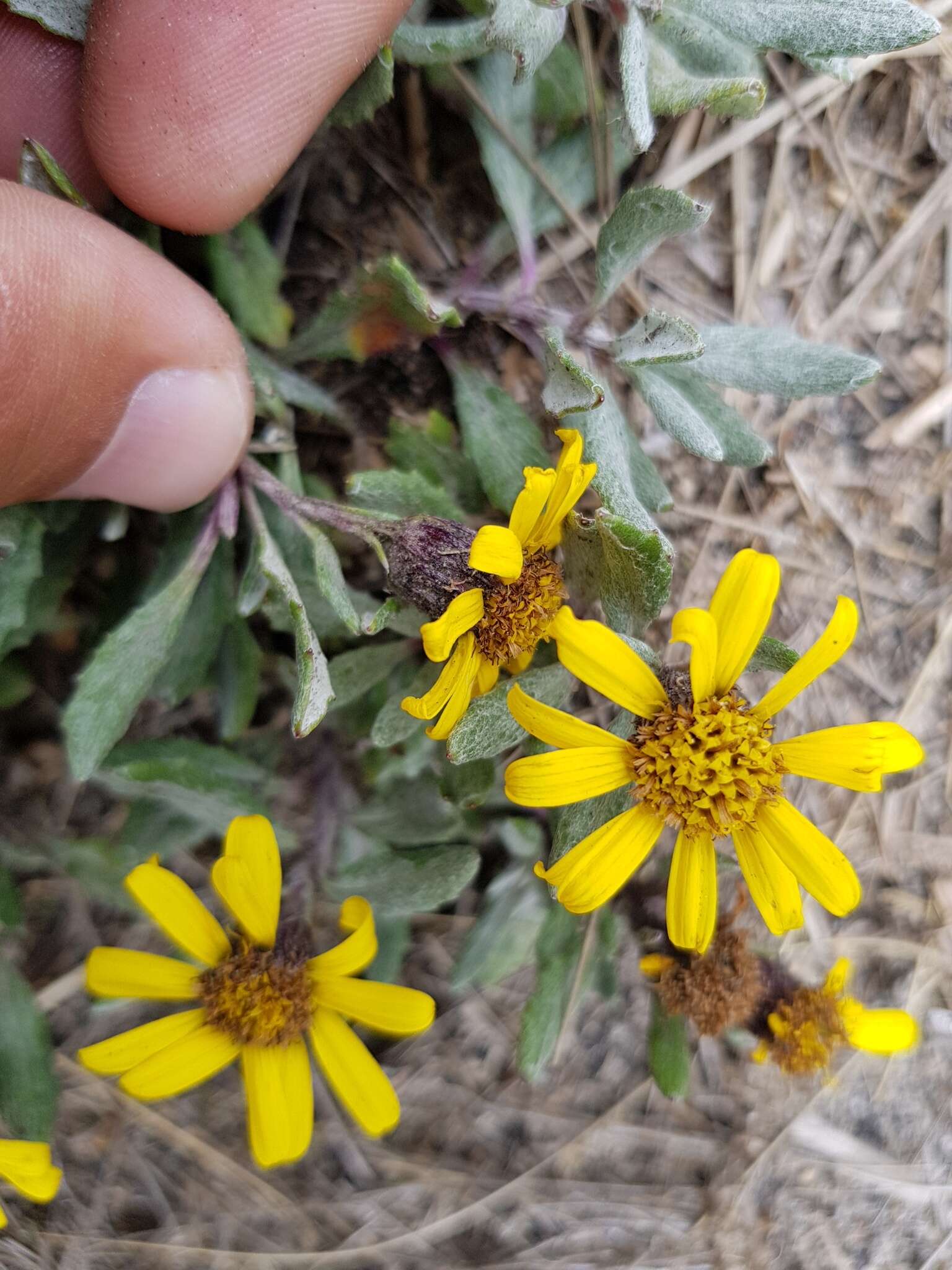 Image of Senecio procumbens Kunth