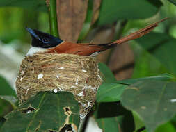 Image of Seychelles Black Paradise Flycatcher