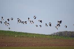 Image of Lapwing