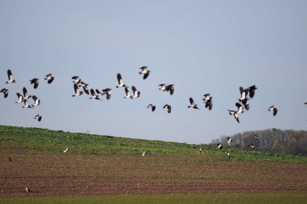 Image of Lapwing