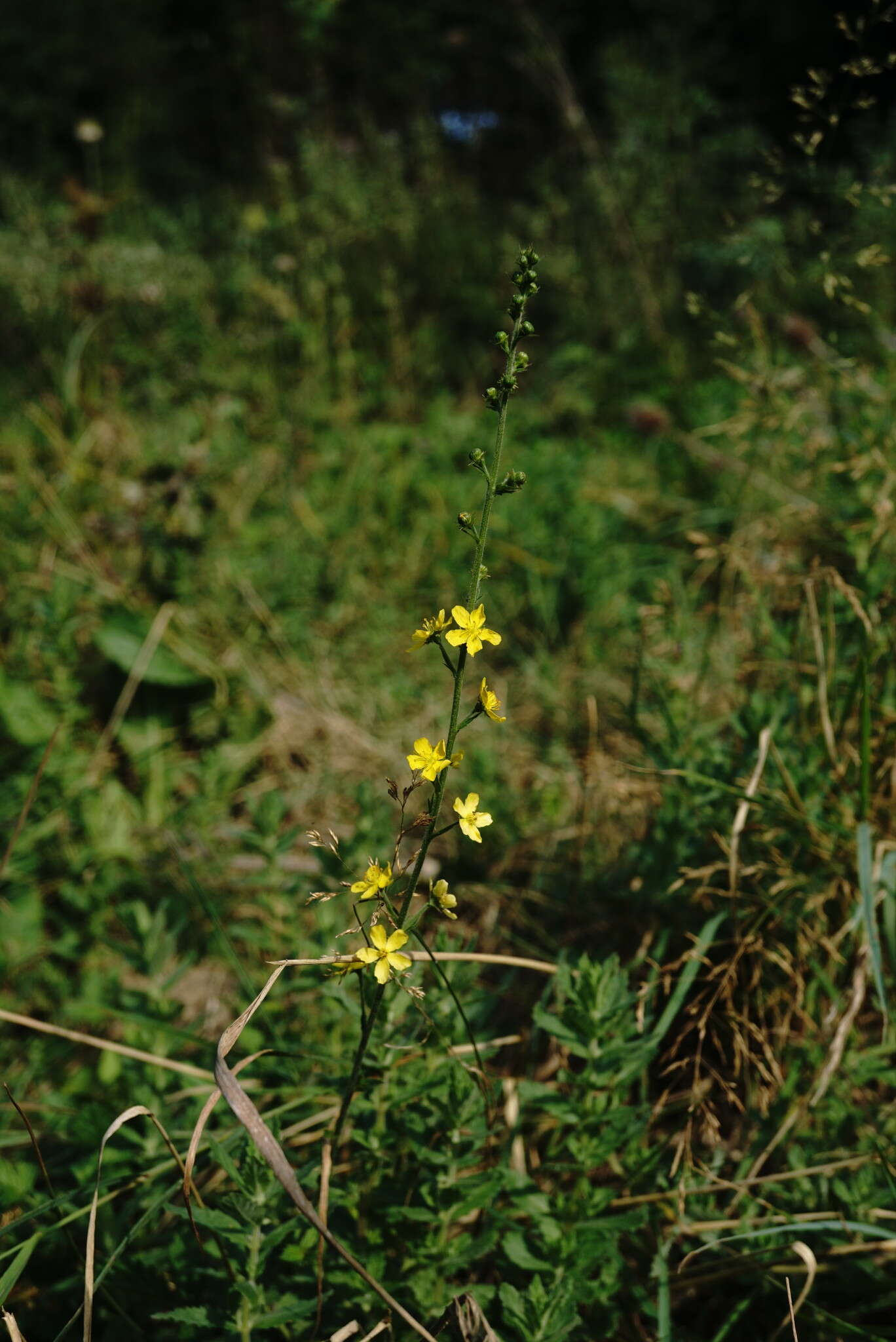 Image of Agrimonia eupatoria subsp. grandis (Andrz. ex Ascherson & Graebner) Bornm.