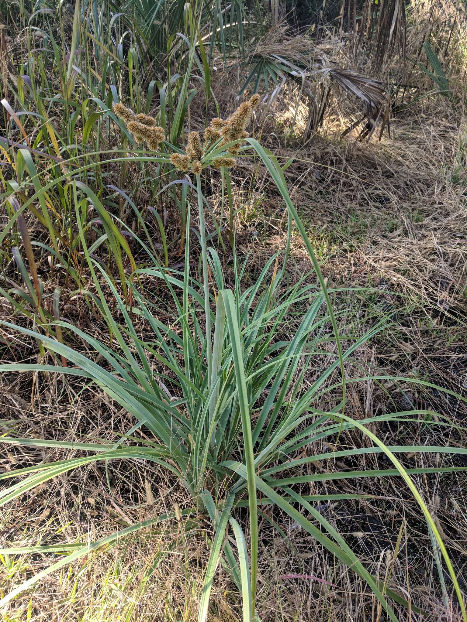 Image of Alabama swamp flatsedge