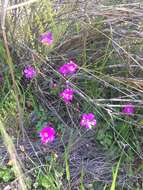 Image of Oxalis arenaria Bert.