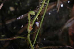 Imagem de Utricularia foveolata Edgew.