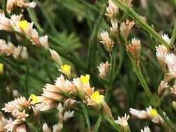 Image of Limonium australe var. australe