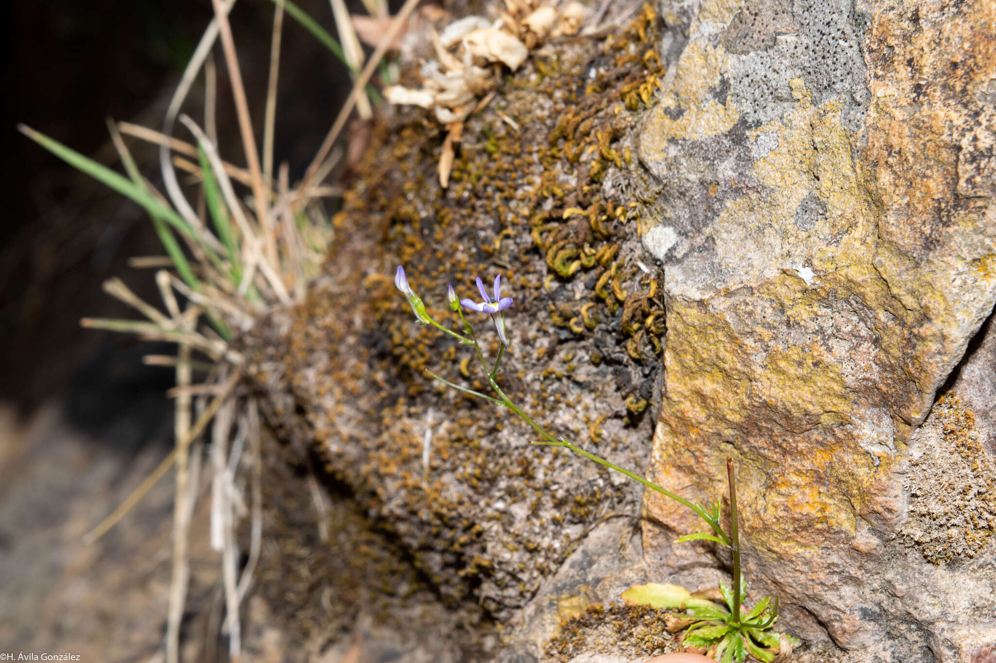 Image of Lobelia flexuosa subsp. flexuosa