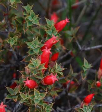 Image of Styphelia serratifolia