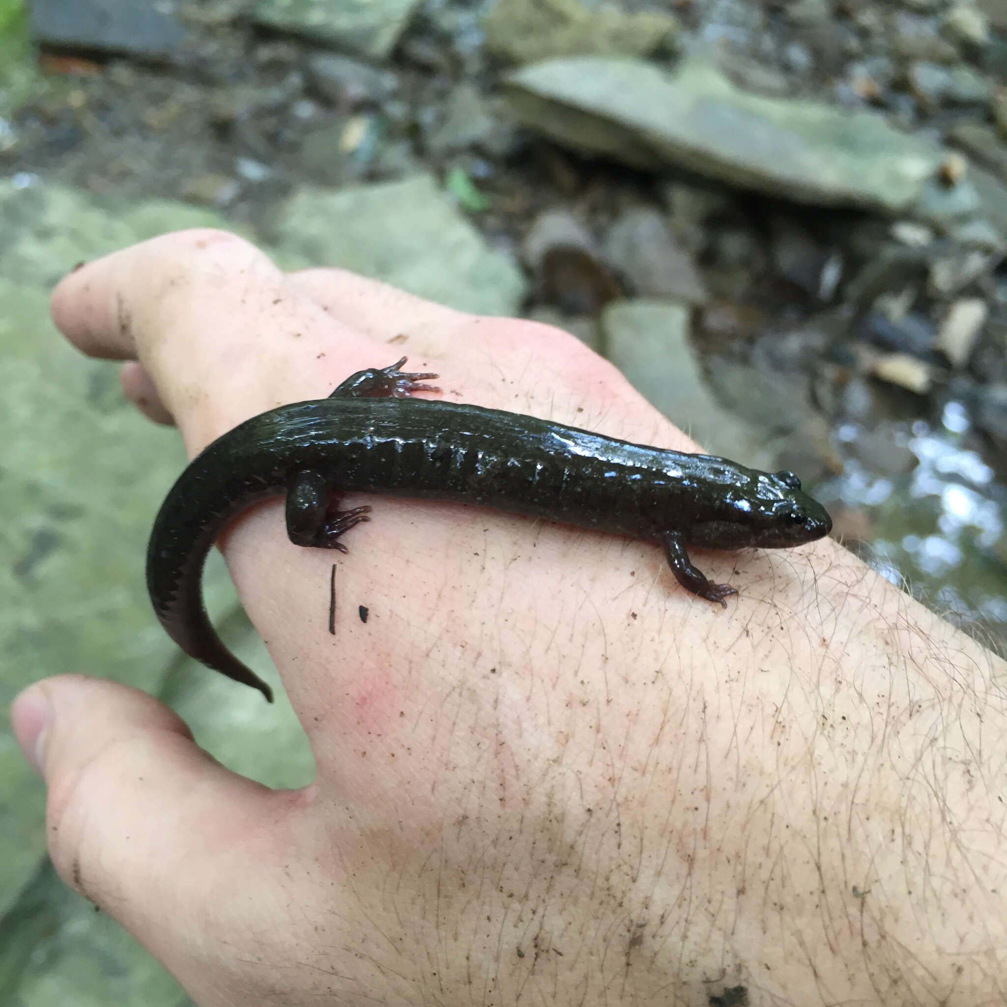 Image of Dusky Salamander