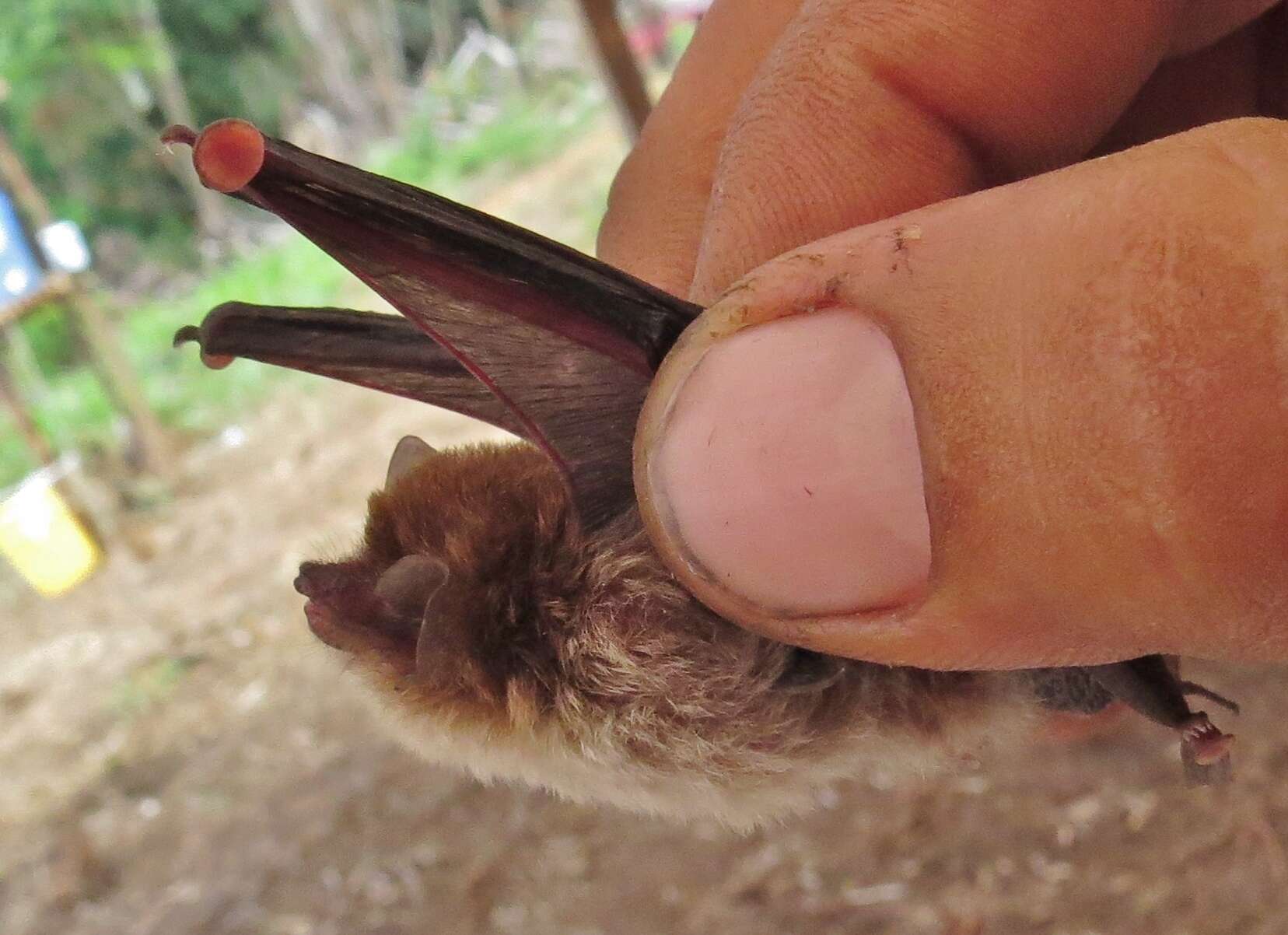 Image of disc-winged bats