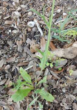 Image of tuberous desert-chicory