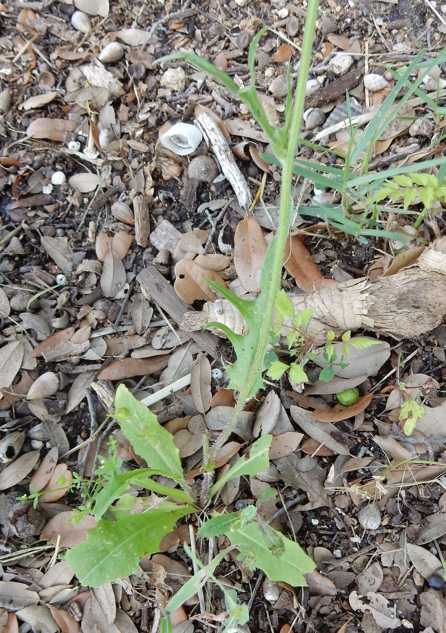 Image de Pyrrhopappus grandiflorus (Nutt.) Nutt.