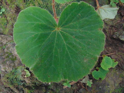 Image of Begonia monophylla Pav. ex A. DC.