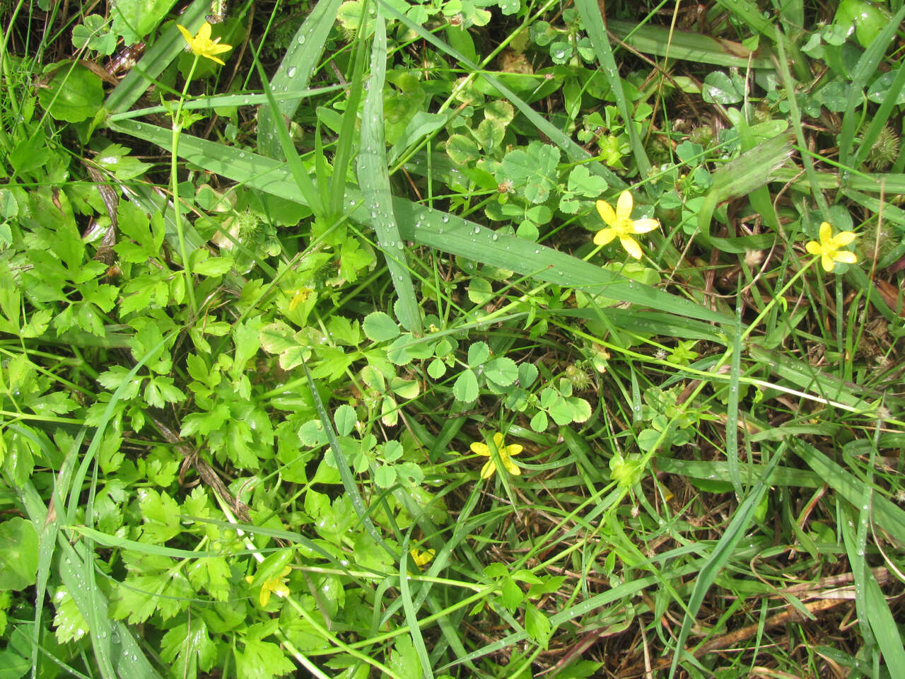 Ranunculus hispidus Michx.的圖片