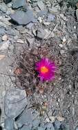 Image of Thelocactus buekii (Klein bis) Britton & Rose