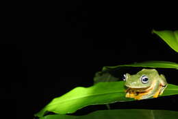 Image of Black-webbed Treefrog