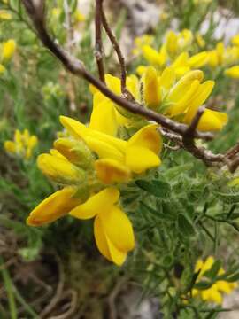 Image of Genista hispanica L.