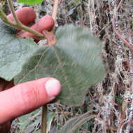 Image de Jungia ferruginea L. fil.