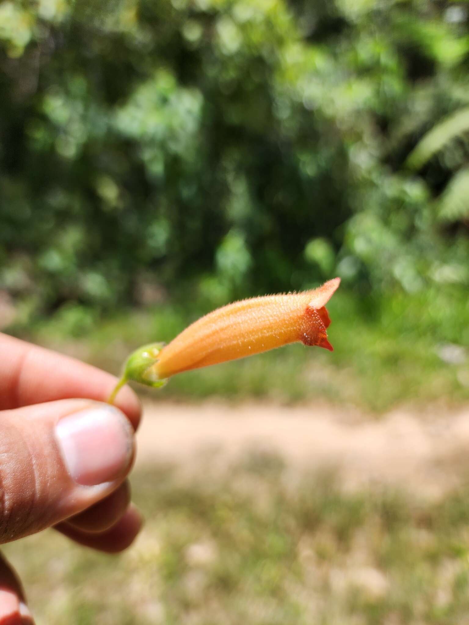 Image of Sinningia sceptrum (Mart.) Wiehler