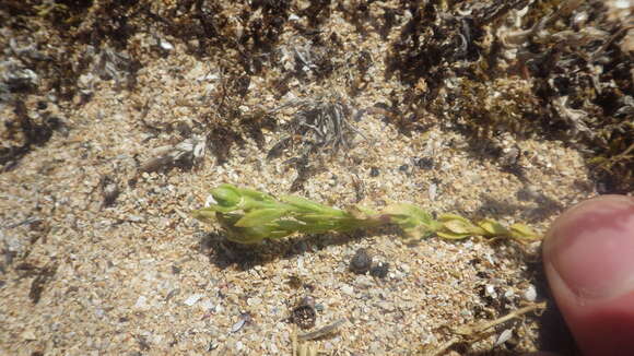 Plancia ëd Linaria arenaria DC.