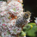 Image of Colletes fulgidus longiplumosus Stephen 1954