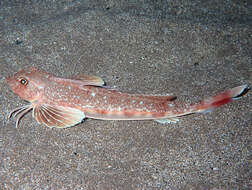 Antenli kırlangıç balığı resmi