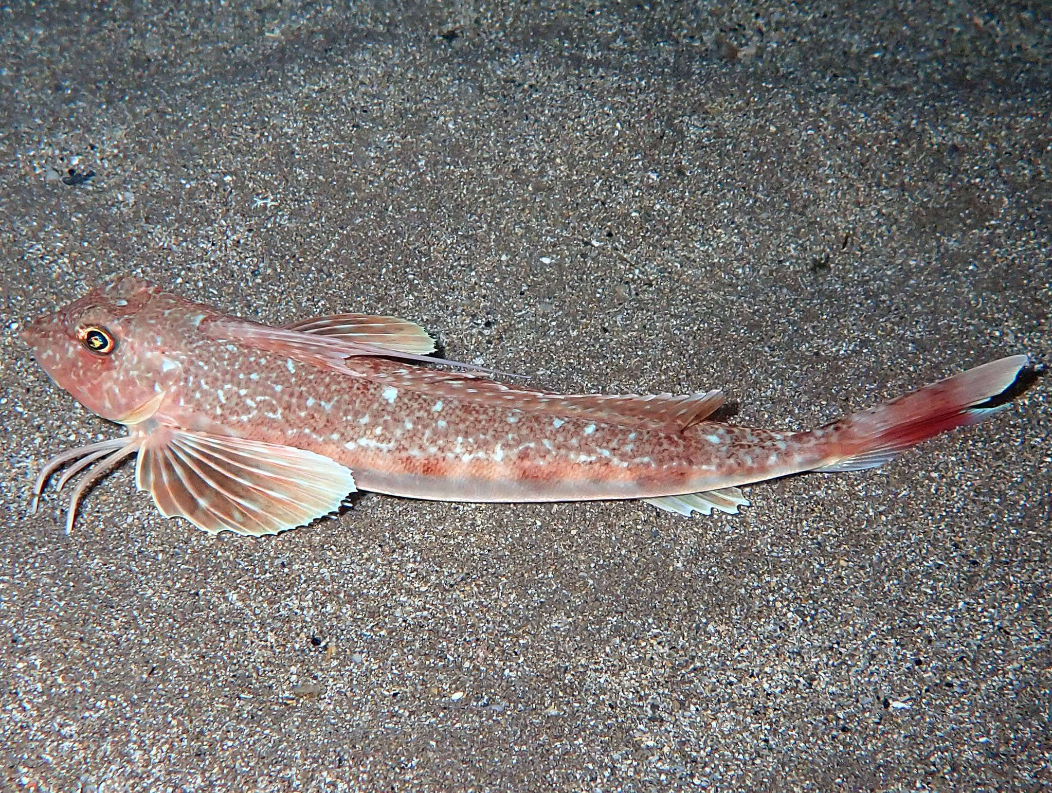 Image of Long-finned Gurnard