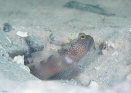 Image of Y-bar shrimp goby