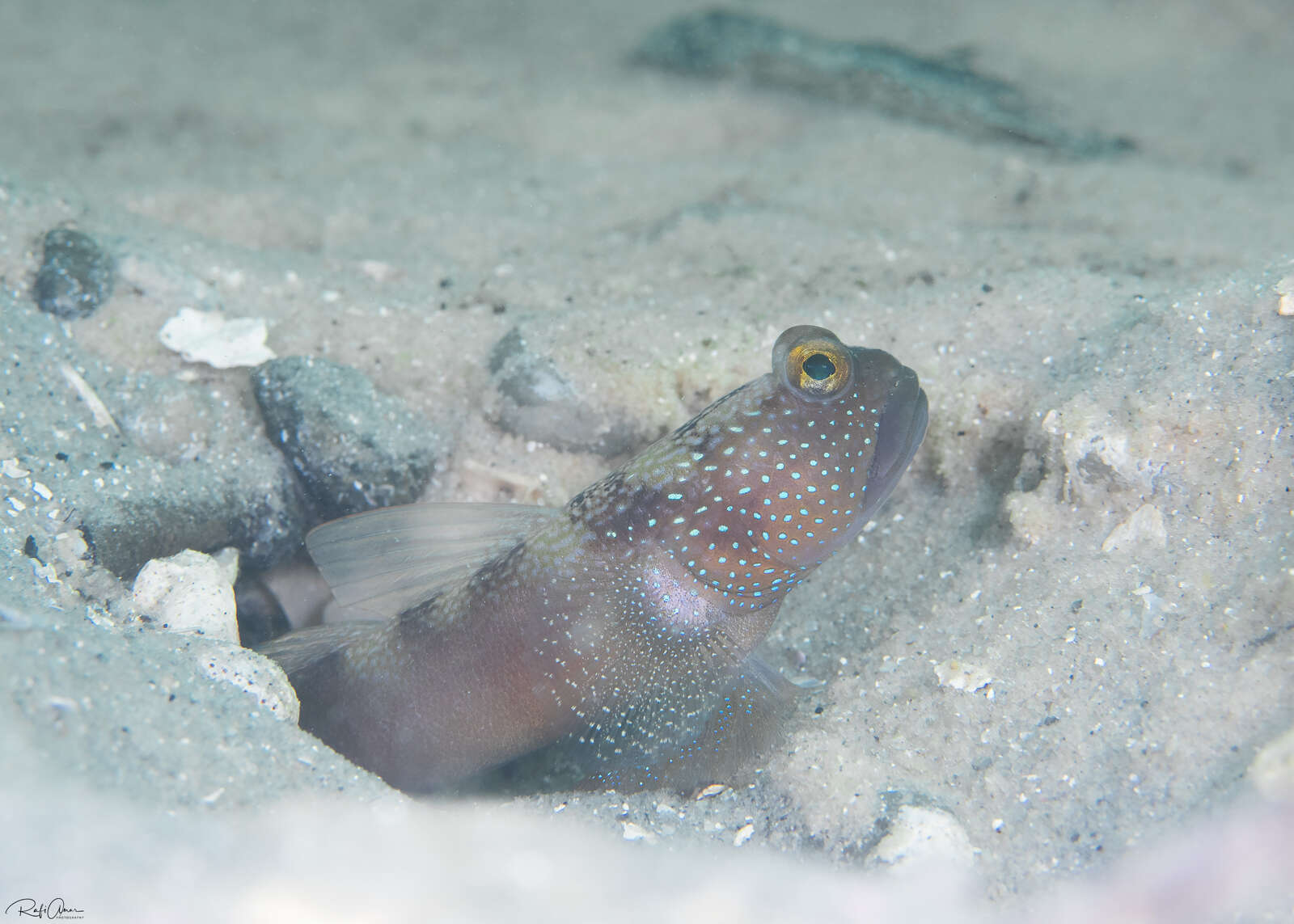 Image of Y-bar shrimp goby