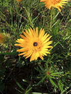 Image of Berkheya insignis (Harv.) Thell.